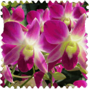 Orchids