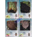 7th International Conference on Tropical Honeybees -MAXIMUM CARDS-