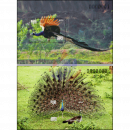 Blue Peafowl (Pavo cristatus) (416A)