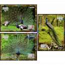 Blauer Pfau (Pavo cristatus)