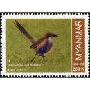 Endemische Vogelarten: Burmadrosselhäherling
