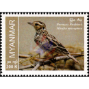 Endemische Vogelarten: Burmalerche