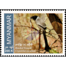Endemische Vogelarten: Kapuzenbaumelster
