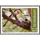 Endemische Vogelarten: Weissbauch-Mennigvogel