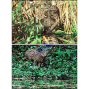 Fishing Cat (342-343) -SPECIAL SOUVENIR SHEET SET-