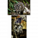 Fishing cat (II) (412A)