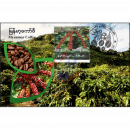 Coffee plantation in the Pyin Oo province -MAXIMUM CARD