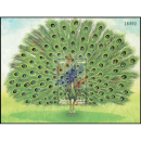 Peacock (179)