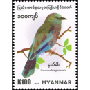 Birds in Myanmar: Indian Roller (Coracias benghalensis)