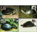 Weltweiter Naturschutz: Amboina-Scharnierschildkröte...