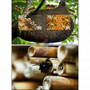 Wildbienen in Kambodscha (403)