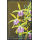 Amazing Thailand (I): Orchideen -FDC(I)-