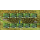 Blue Peafowl (Pavo cristatus) -SMALL SHEET KB(I)- (MNH)