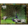 Blue Peafowl (Pavo cristatus)