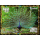 Blue Peafowl (Pavo cristatus)