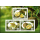 Durian fruit (Durio zibethinus) (394)