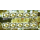 Durian fruit (Durio zibethinus) -KB(I)- (MNH)