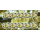 Durian fruit (Durio zibethinus) -KB(I)- (MNH)