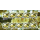 Durian fruit (Durio zibethinus) -KB(I)- (MNH)