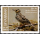 Endemic Birds: Burmese Bushlark