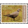 Endemic Birds: Burmese Collared-Dove