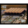 Opening of Techo International Airport