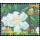 Amazing Thailand (I): Meadow of Kulap Khai, Doi Chiang Dao -FDC(I)-