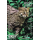 Fishing Cat -SPECIAL SOUVENIR SHEET- (343B)
