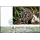 Fischkatze (II) -FDC(I)-