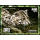 Fishing cat (II)
