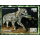 Fishing cat (II)