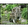 Fishing cat (II)