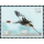 Fliegende V�gel in Kambodscha