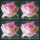 Greeting Stamp: Rose (7th Series)