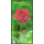 Grumarke: Rote Rose (243)