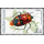 Insect (I) -FDC(I)-
