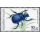 Insect (I) -MAXIMUM CARDS-