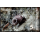 Kleine Hhlenschnecken