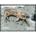 Crabs -FDC(I)-I-