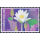 Lotus Flowers