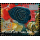 Meeresfauna -KB(I) BERDRUCK-