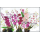 Orchid: Dendrobium Varieties (265)