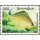 Freshwater fish -FDC(I)-