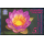 THAILAND 2016, Bangkok: Lotus flower Queen Sirikit