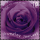 Valentines Day 2022: Purple Rose