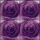 Valentines Day 2022: Purple Rose