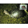Worldwide conservation: Amboina horseshoe turtle -MAXIMUM CARDS MC(I)-
