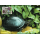 Worldwide conservation: Amboina horseshoe turtle -MAXIMUM CARDS MC(I)-