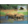 Worldwide Conservation: Malaya Elephant -MAXIMUM CARDS