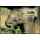 Weltweiter Naturschutz: Malaya-Elefant -MAXIMUM KARTEN